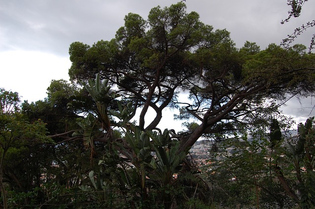马德拉 Funchal - 上的免费照片