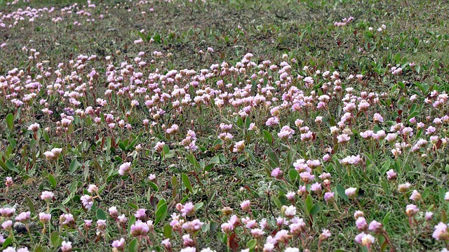 瓦特花 花 瓦登海 - 上的免费照片