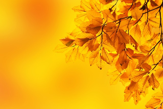 秋天 山毛榉 树叶 - 上的免费照片