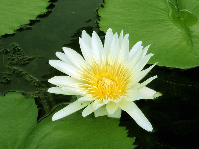 荷花 黄百合 水 - 上的免费照片