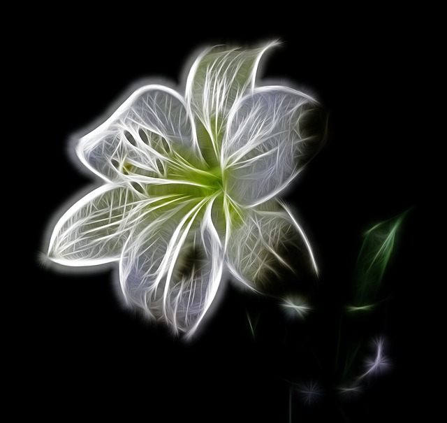 白色的 百合 花 - 上的免费图片