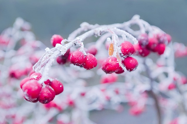 冬天 枝杈 雪 - 上的免费照片