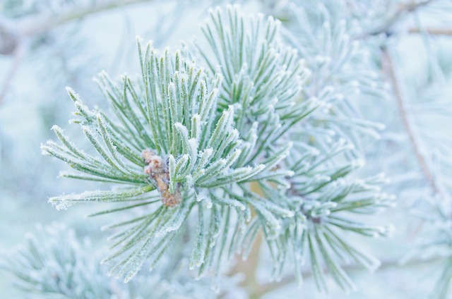 冬天 霜 雪 - 上的免费照片