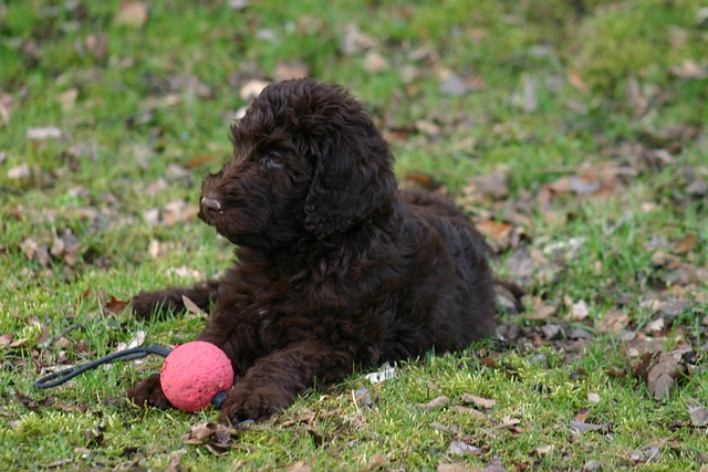 Labradoodle 狗 种族 - 上的免费照片