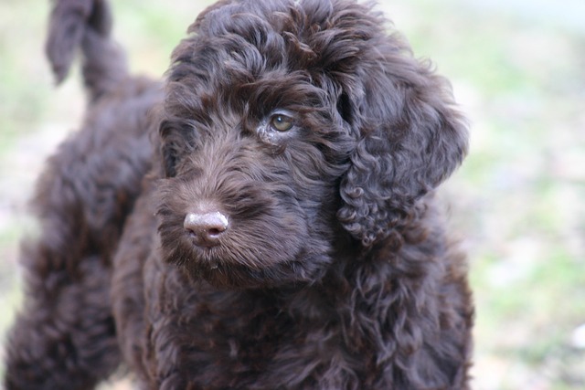 Labradoodle 狗 种族 - 上的免费照片