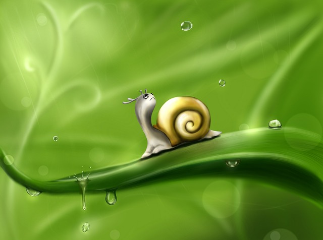 蜗牛 滴 雨 - 上的免费图片