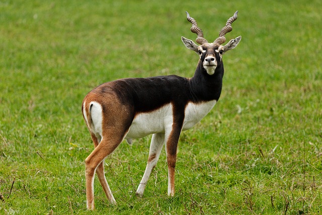 动物 羚羊 Blackbuck - 上的免费照片