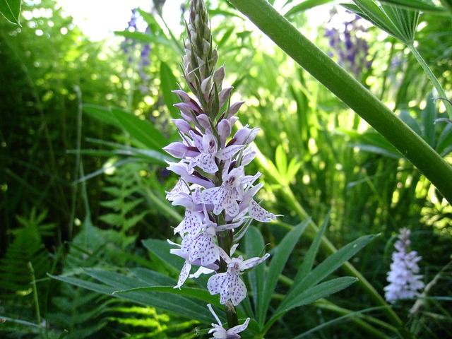 Orchide 野生 植被 - 上的免费照片