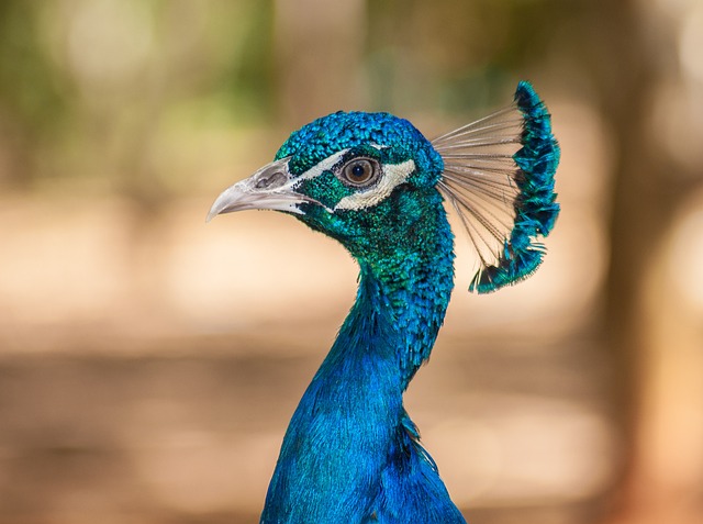 Pavo Cristatus 孔雀 - 上的免费照片