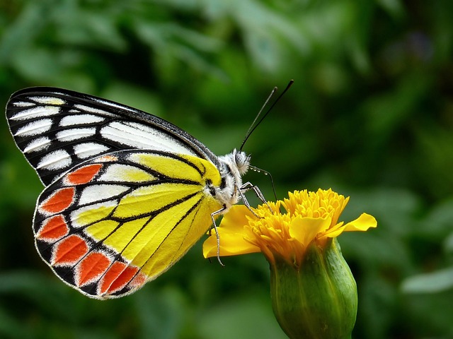 蝴蝶 常见的耶洗别 花 - 上的免费照片