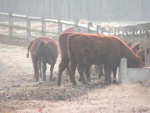 牛 奶牛 栅栏 - 上的免费照片