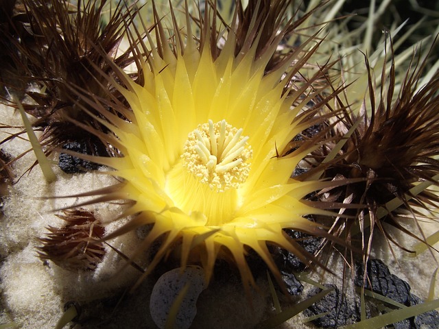 Echinocactus Grusonil 植物 - 上的免费照片