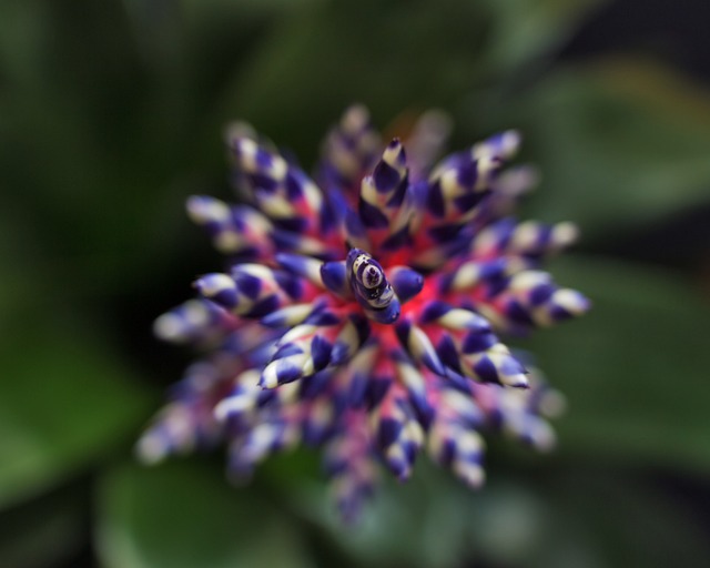 花 植物 凤梨 - 上的免费照片