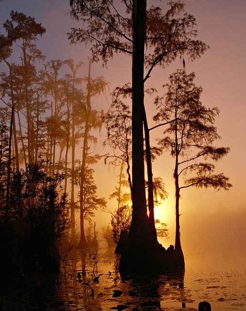 沼泽 树木 日落 - 上的免费照片