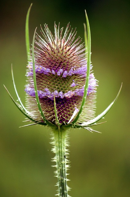 Teasel 植物 花 - 上的免费照片
