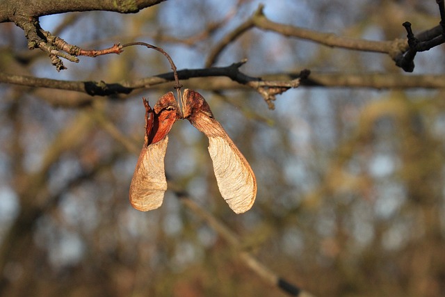 宏碁 枫 Pseudoplatanus - 上的免费照片