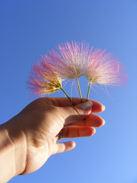 合欢 蓝色的 蓬松的 - 上的免费照片