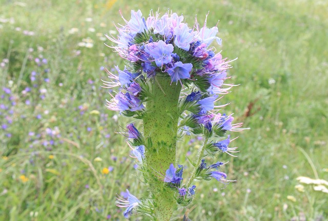 蓝色的 Blueweed Bugloss - 上的免费照片