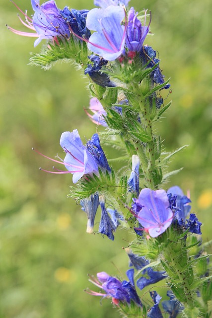 蓝色的 Blueweed Bugloss - 上的免费照片