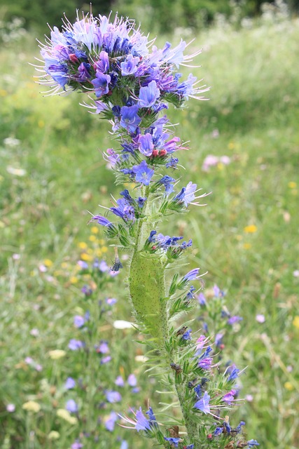 蓝色的 Blueweed Bugloss - 上的免费照片