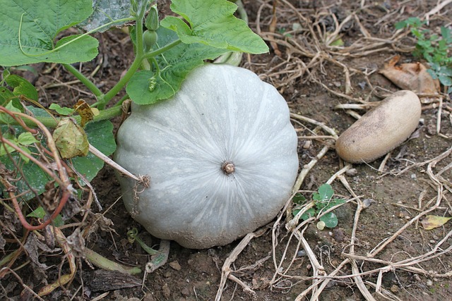 蓝色的 葫芦科植物 灰色的 - 上的免费照片