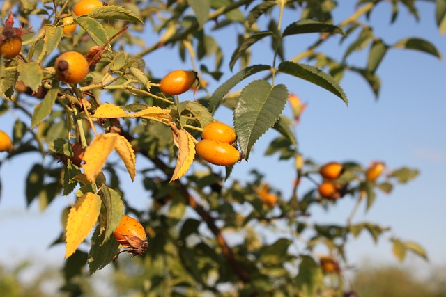 卡尼娜 水果 健康 - 上的免费照片