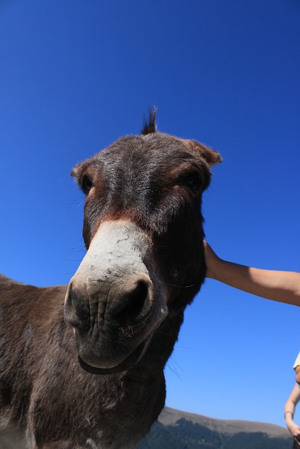 喀尔巴阡山 山 帕朗 - 上的免费照片