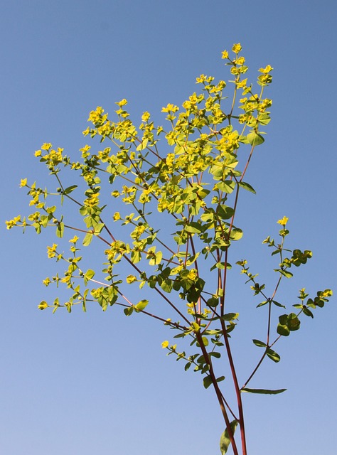 Cyparissias 柏 大戟 - 上的免费照片