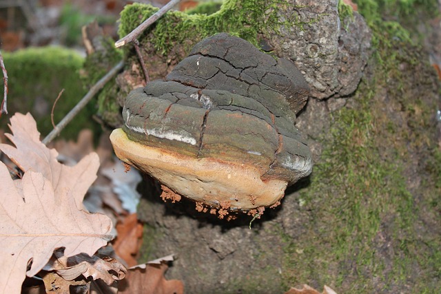 Fomentarius 阿里红 菌 - 上的免费照片