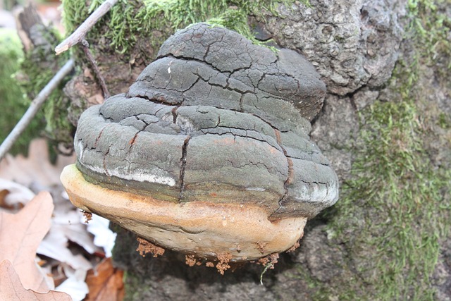 Fomentarius 阿里红 菌 - 上的免费照片