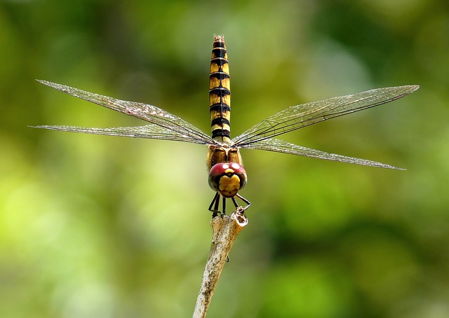 更大的深红色滑翔机 蜻蜓 枝条 Urothemis - 上的免费照片