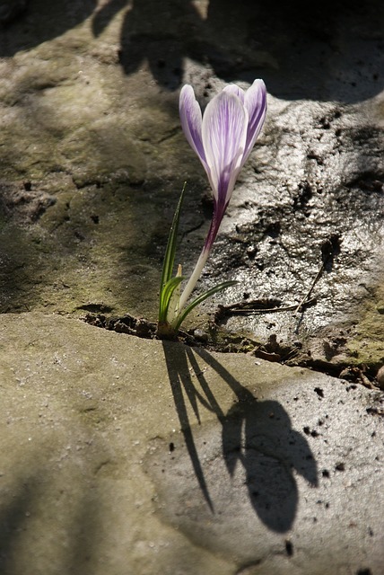 番红花 开花 自然 - 上的免费照片