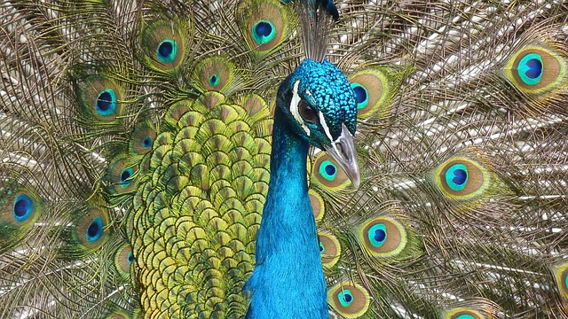 孔雀 鸟 动物 - 上的免费照片