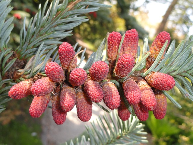 冷杉 Procera 植物 花 - 上的免费照片