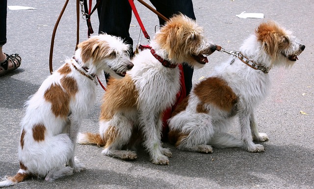 小狗 犬科动物 宠物 - 上的免费照片