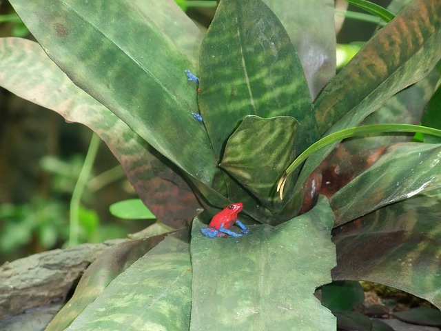 青蛙 植物 叶观叶植物 - 上的免费照片