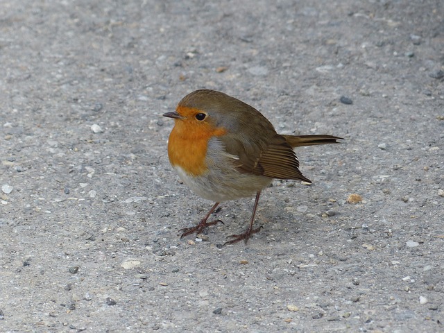 鸟 知更鸟 动物 Erithacus - 上的免费照片
