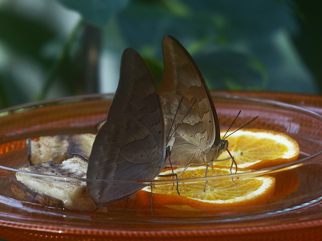蝴蝶 喂食 糖水 - 上的免费照片