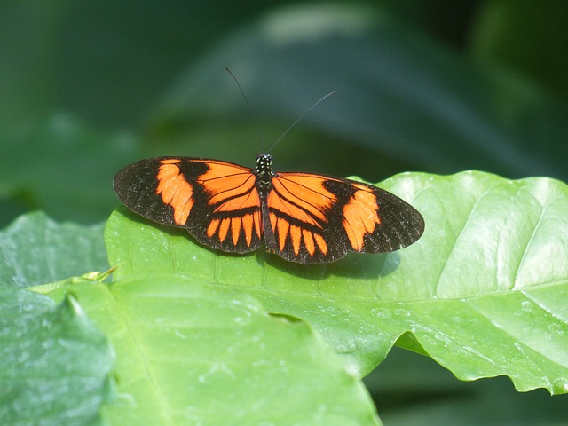 蝴蝶 Philaethria Dido Heliconius - 上的免费照片