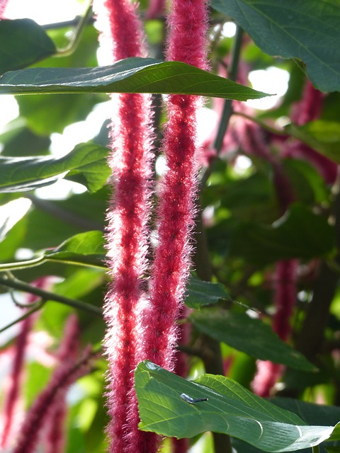 Katzenschwaenzchen 植物 Acalypha 刚毛 - 上的免费照片