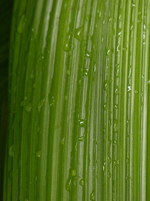 叶子 肋骨 有棱纹的 - 上的免费照片