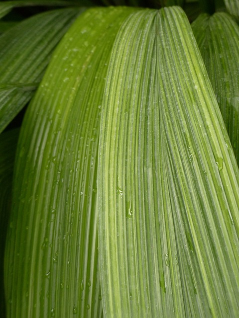 叶子 肋骨 有棱纹的 - 上的免费照片