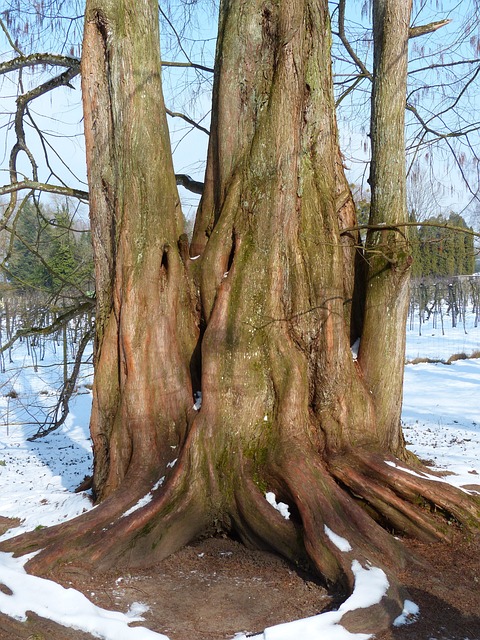 红木树 树干 部落 Geoskop - 上的免费照片