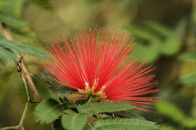 粉扑 Calliandra 荷花 花 - 上的免费照片