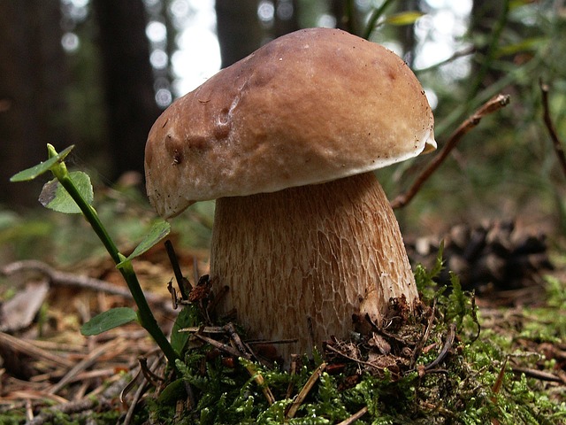 蘑菇 自然 牛肝菌 - 上的免费照片