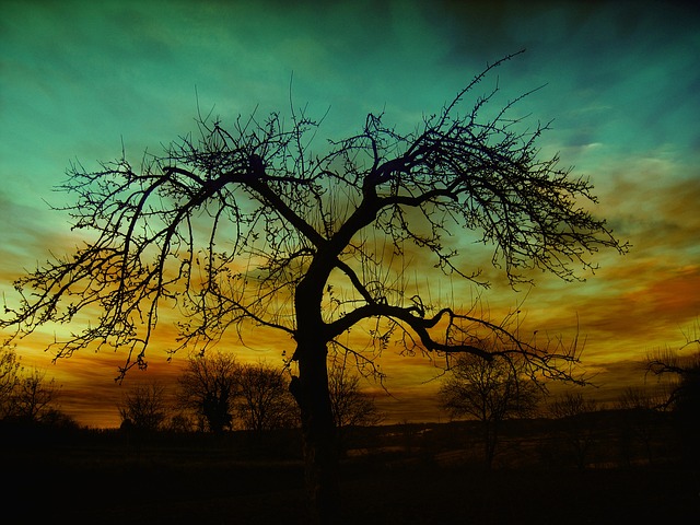 树 自然 黄昏 - 上的免费照片