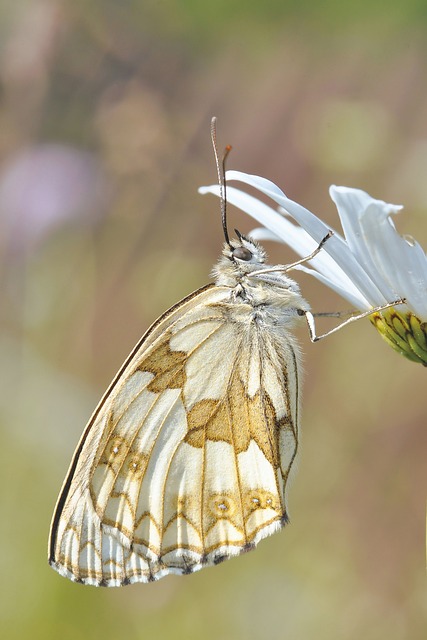 蝴蝶 昆虫 自然 - 上的免费照片