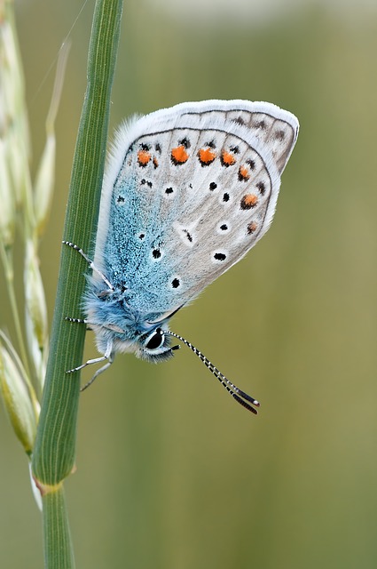 蝴蝶 昆虫 自然 - 上的免费照片