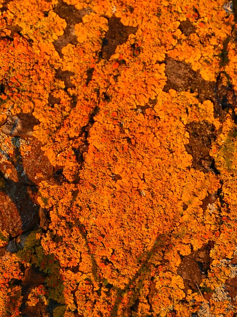 树 树干 编织 - 上的免费照片