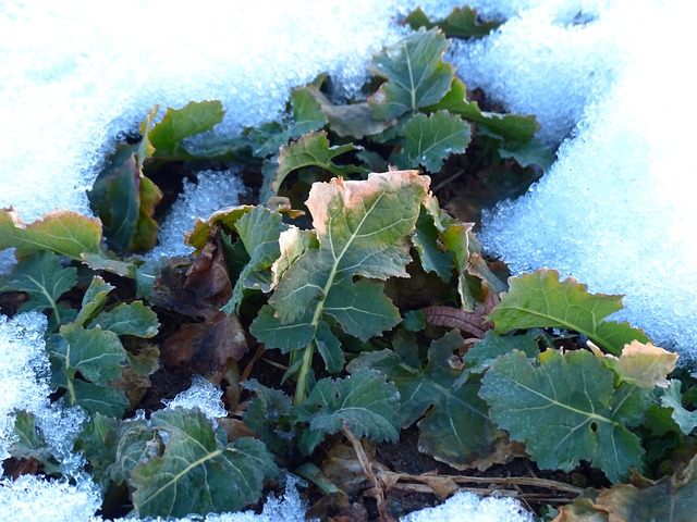 Winterkohl 冬季水果 卷心菜 - 上的免费照片